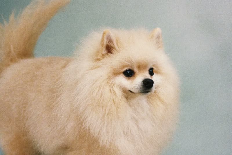 Freshly groomed small dog in profile with a neatly brushed coat