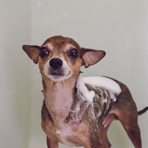 Small dog being bathed, wet soapy coat