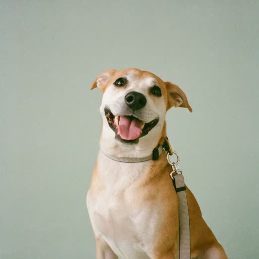Dog sitting with a lead clipped to its collar