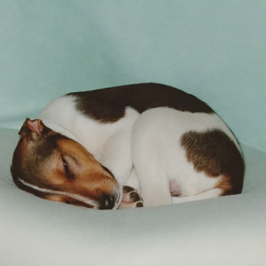 Puppy asleep curled up on a soft blanket